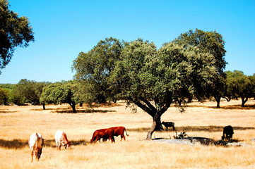 Alentejo