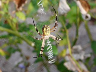 araignée rayée