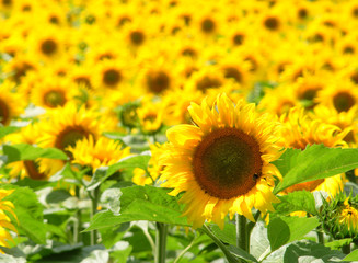 sunflower field