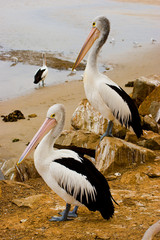 Two pelicans surveying the estuary, New South Wales, Australia