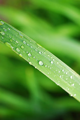 Fresh grass with dew drops