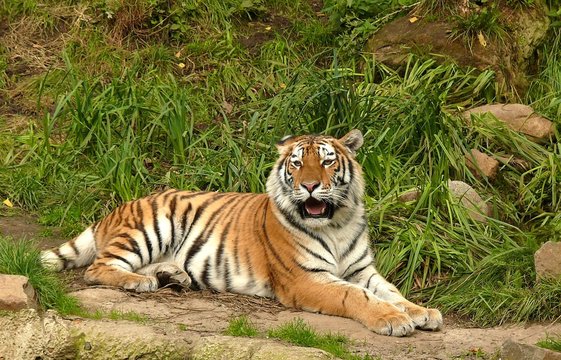 Amurtiger