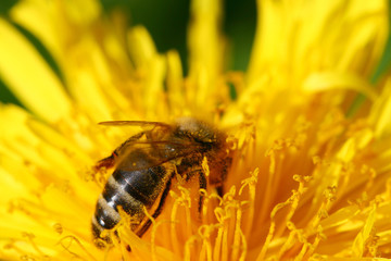 macro bee on yellow dandelion flower