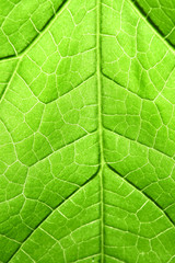 green leaf close up nature background