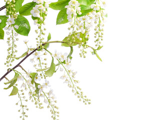 beautiful flower isolated on white