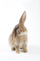 brown bunny, isolated on white background