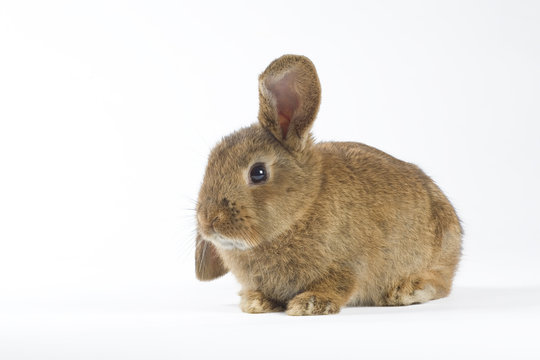 brown bunny, isolated on white background