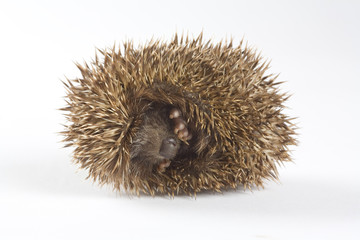 Young hedgehog in front of a white background