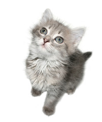 Small kitten on a white background.