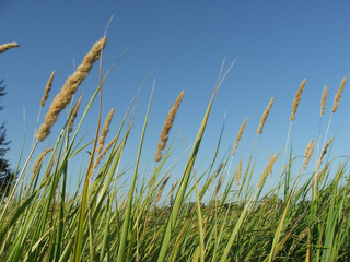 Obraz premium grass