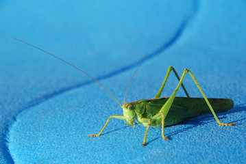 Green grasshopper on a blue background