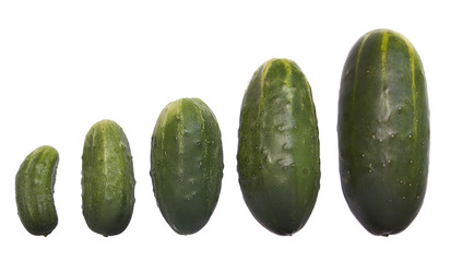 Cucumbers