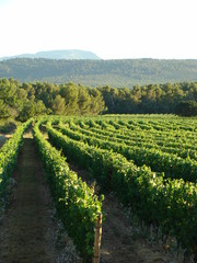 vignes de raisins provence