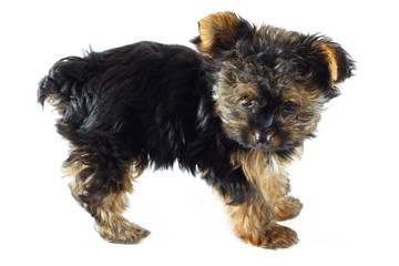 Yorkie on White