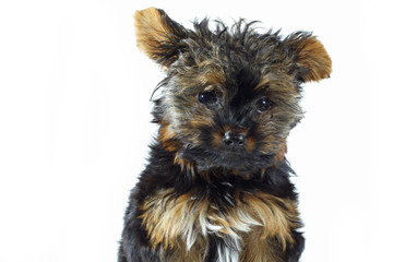 Cute Yorkie