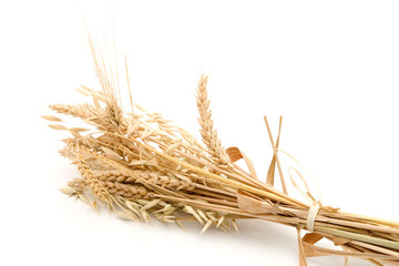 golden wheat and studio isolated