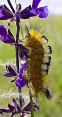 Orange furry caterpillar climbing on the flower © metlion