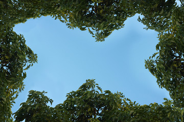 Leaf border wallpaper