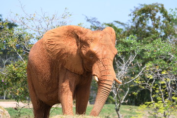 Naklejka na ściany i meble African elephant at the zoo