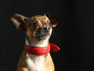 Adorable little chihuahua