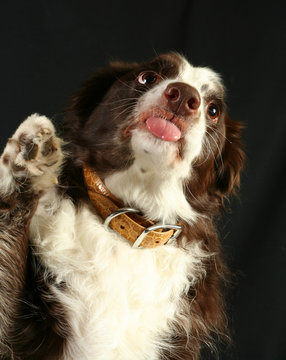 Dog Sticking Out It's Tongue