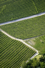 Strada tra vigneti