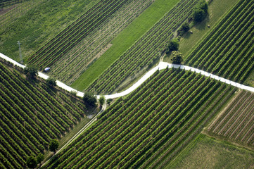 Strada tra vigneti