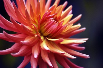 Schöne Blume