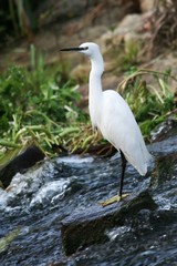 White heron bird with yellow feet standing on rocks in the water