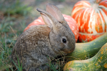 Small rabbit and vegetable marrow