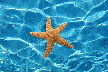 Fototapeta premium water and starfish