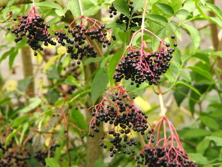 Sambucus nigra (sureau noir)