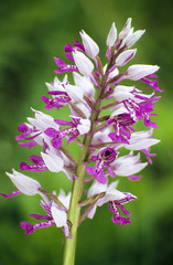 Helm-Knabenkraut, Orchidee