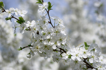 Flower of a cherry.