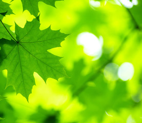 green leaves