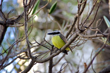 Fototapeta premium Petit oiseau jaune dans les branchages. Brasilia, Brésil.