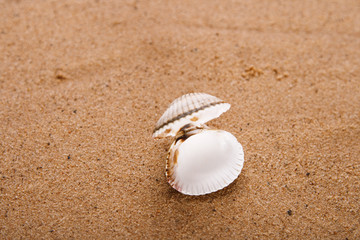 opened sea shell on beach sand, shallow DOF