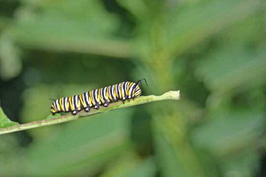 monarch caterpillar (Danaus plexippus)