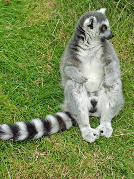 ring-tailed lemur sat on the grass