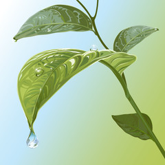 Waterdrops On Leaves