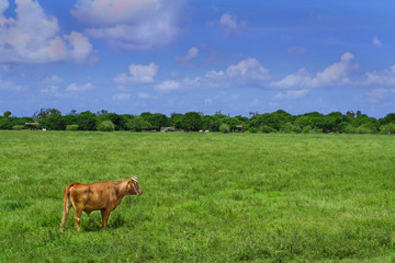 Cow on an empty field of grass