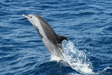  dolfijn © Clément St Rose