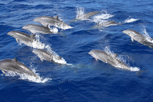 dauphin