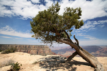tree in Grand Canyon,  Arizona, USA