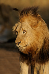 African lion (Panthera leo), Sabie-Sand n/r, South Africa