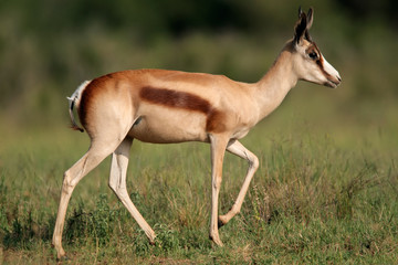 Springbok antelope with rare "bronze" coloration, South Africa