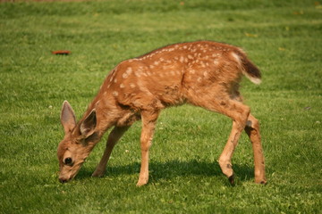 fawn