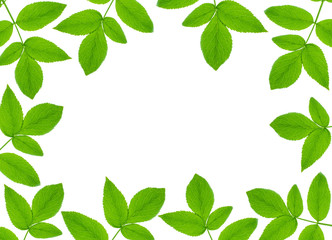 frame from green leaves on white background.