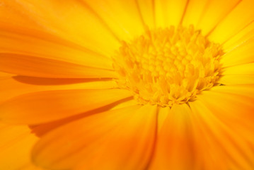 Beautiful orange flower close-up shot