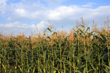 Corn filed and blue sky and clouds